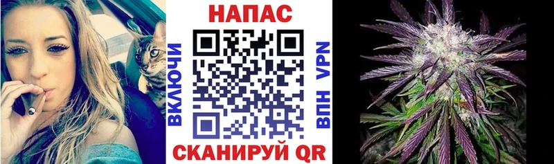 сколько стоит  Михайловка  Канабис сатива 